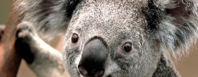 Koala2